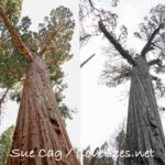 Patriarch Tree before and after Castle Fire