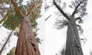 Patriarch Tree before and after Castle Fire