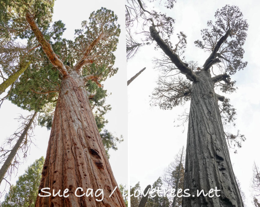 Patriarch Tree before and after Castle Fire