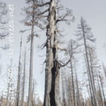 Freeman Creek Castle Fire