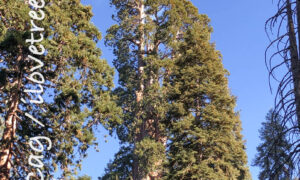 Alder Creek Giant Castle Fire