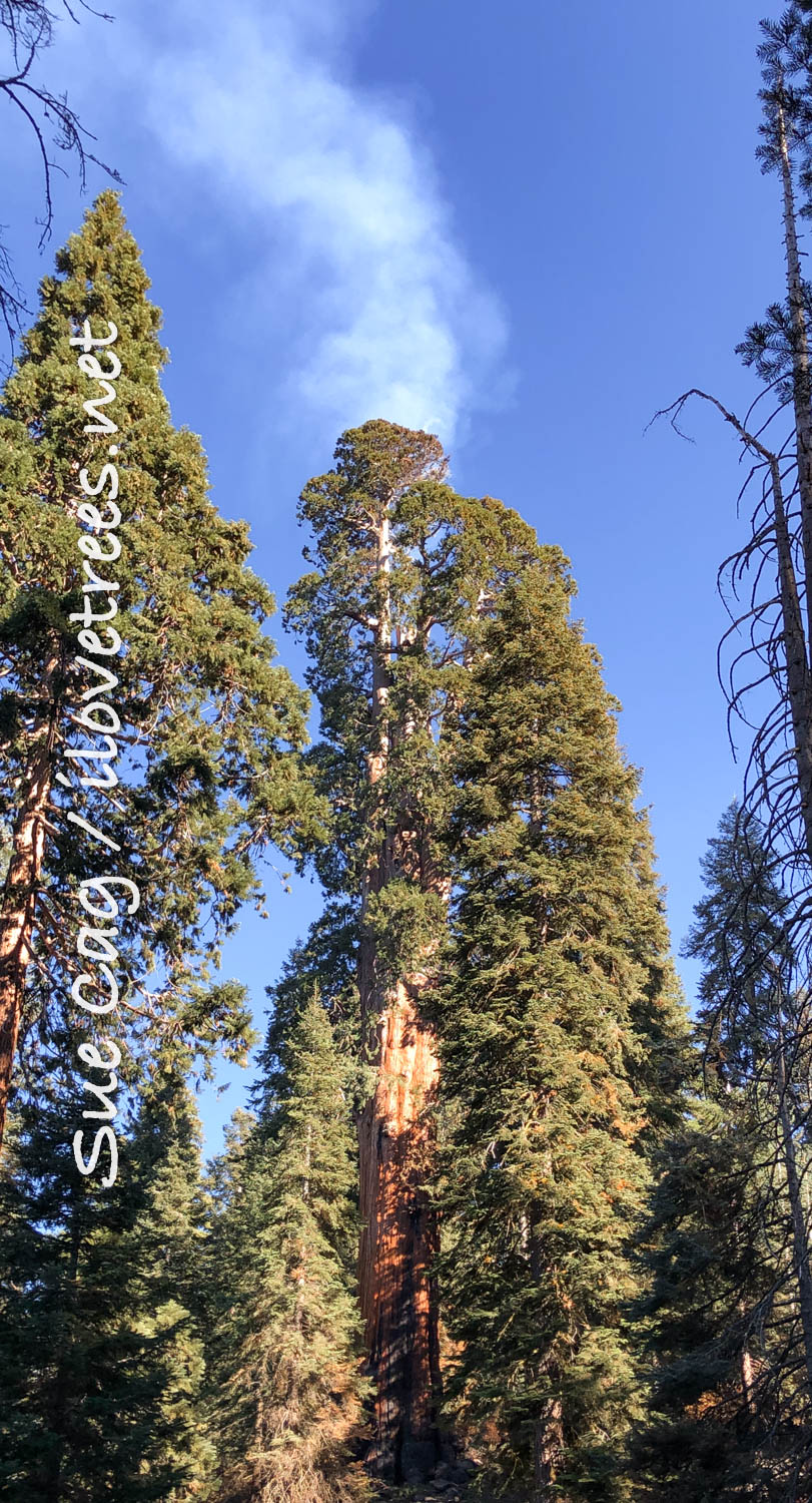 Alder Creek Giant Castle Fire