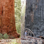 Waterfall Tree before and after Castle Fire in Alder Creek