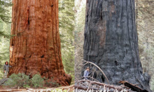 Waterfall Tree before and after Castle Fire in Alder Creek