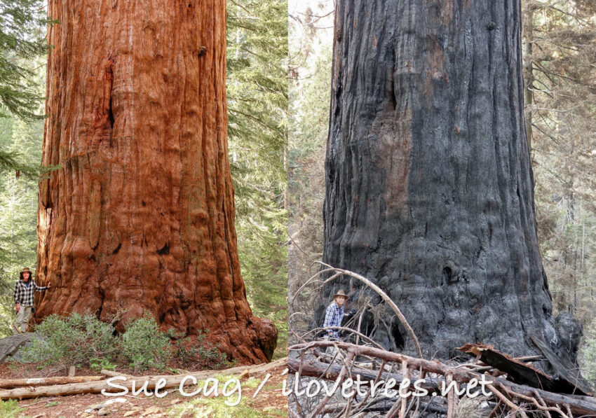 Waterfall Tree before and after Castle Fire in Alder Creek