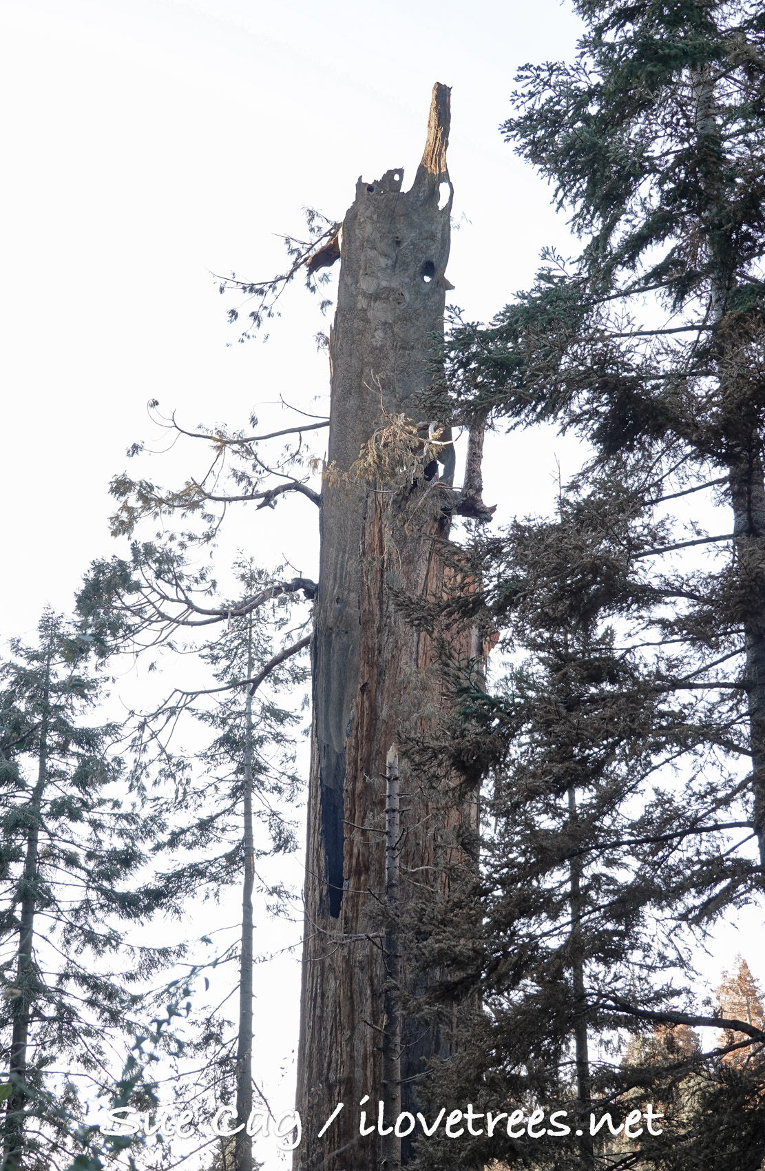 Waterfall Tree Alder Creek Castle Fire