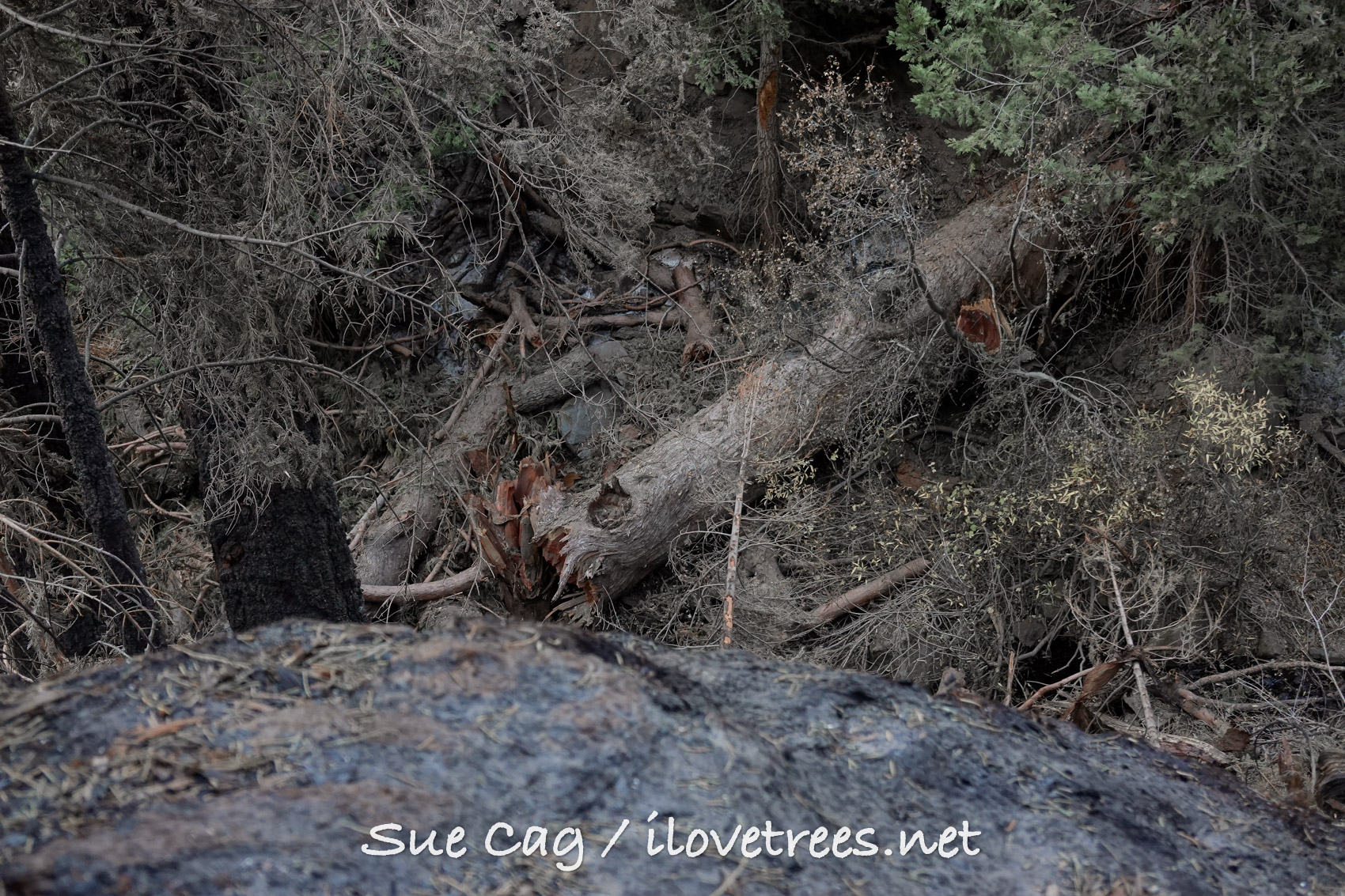 Waterfall Tree Alder Creek Castle Fire