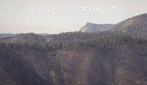 Mountain Home Grove after Castle fire