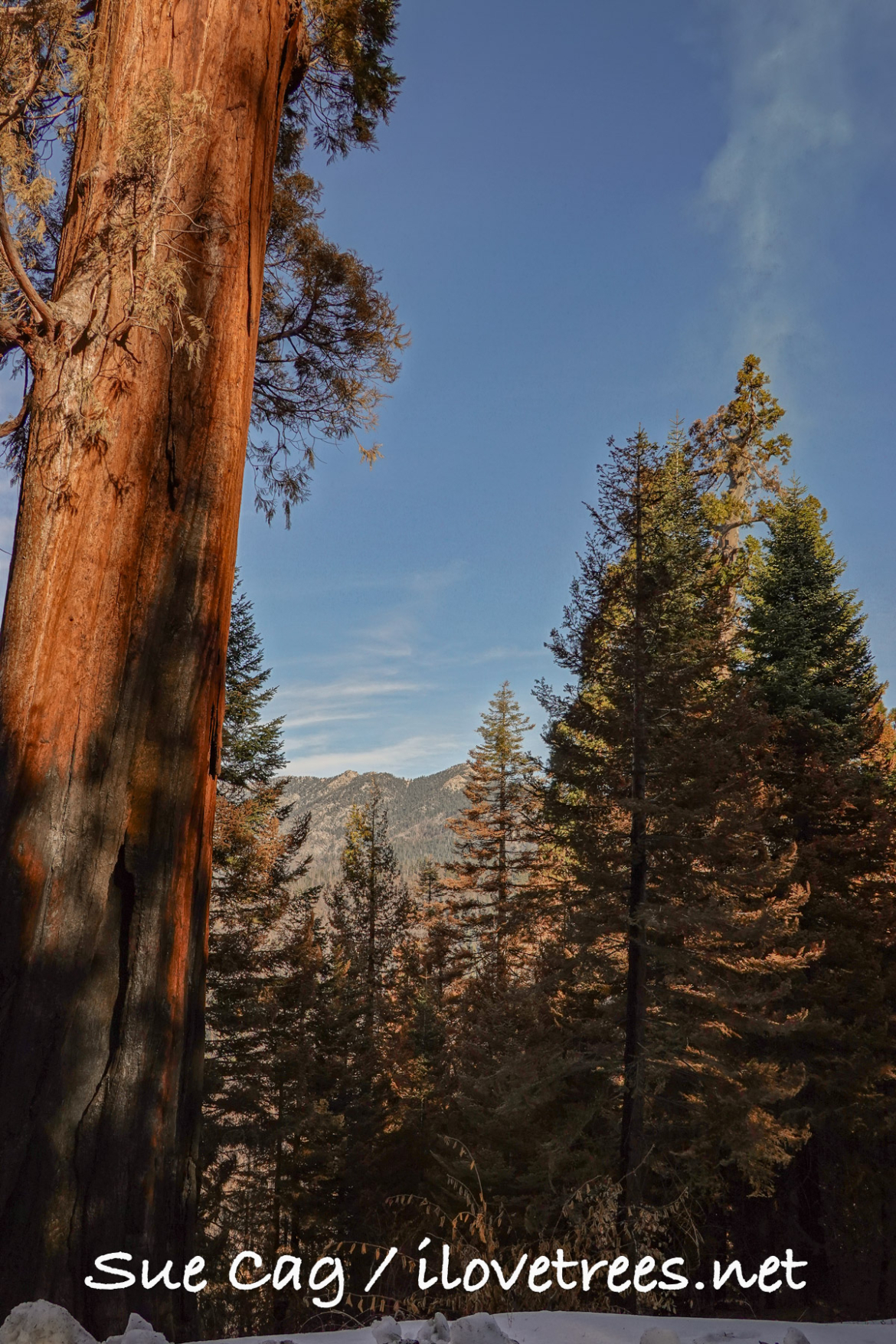 Alder Creek Grove on Fire