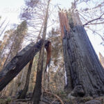 Alder Creek Sequoia Killed Castle Fire