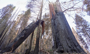 Alder Creek Sequoia Killed Castle Fire