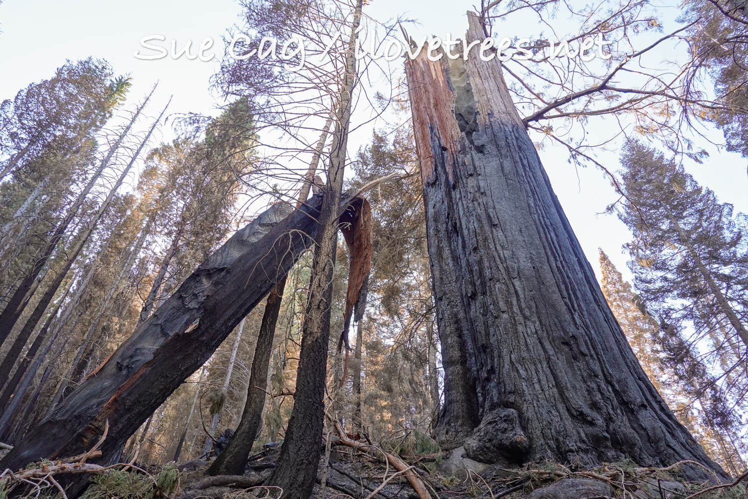 Yet Another Giant Sequoia Burning in the Alder Creek Grove I Love Trees