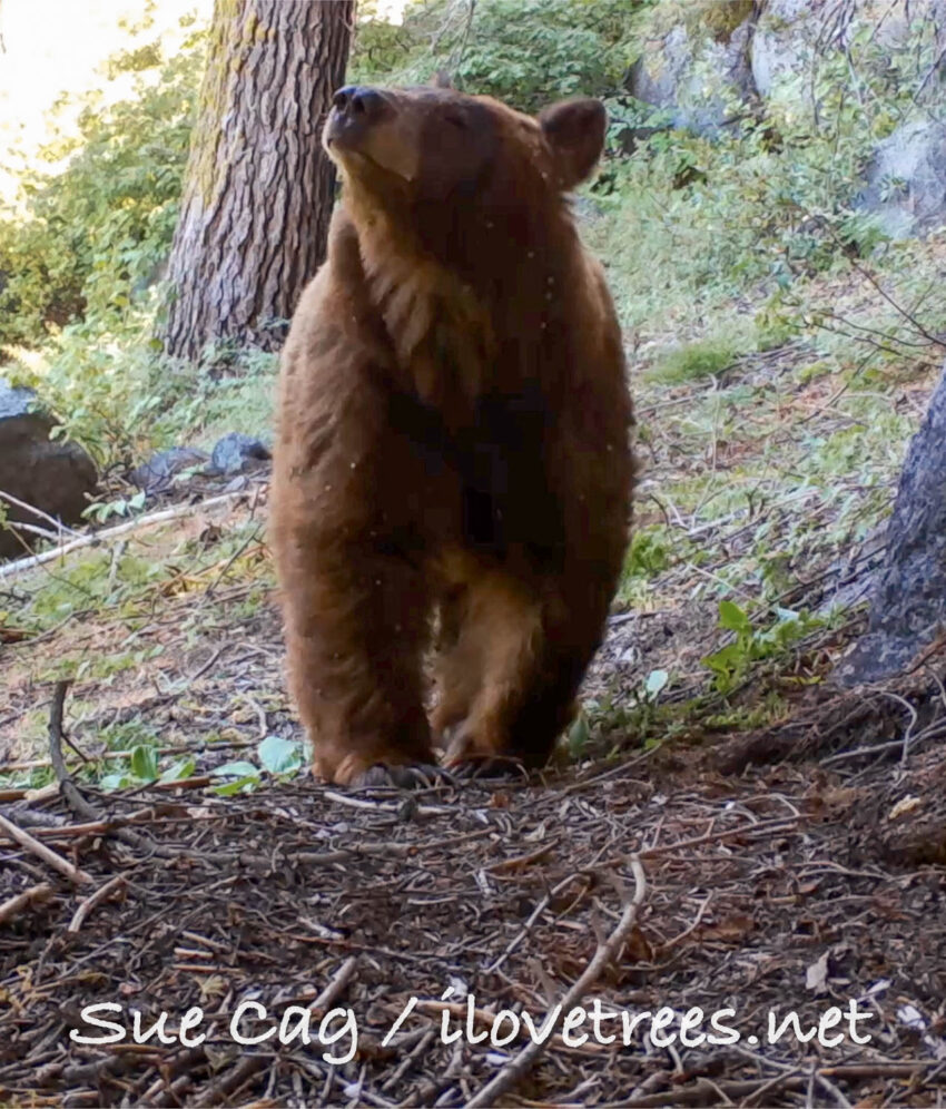 Bear in sequoia grove