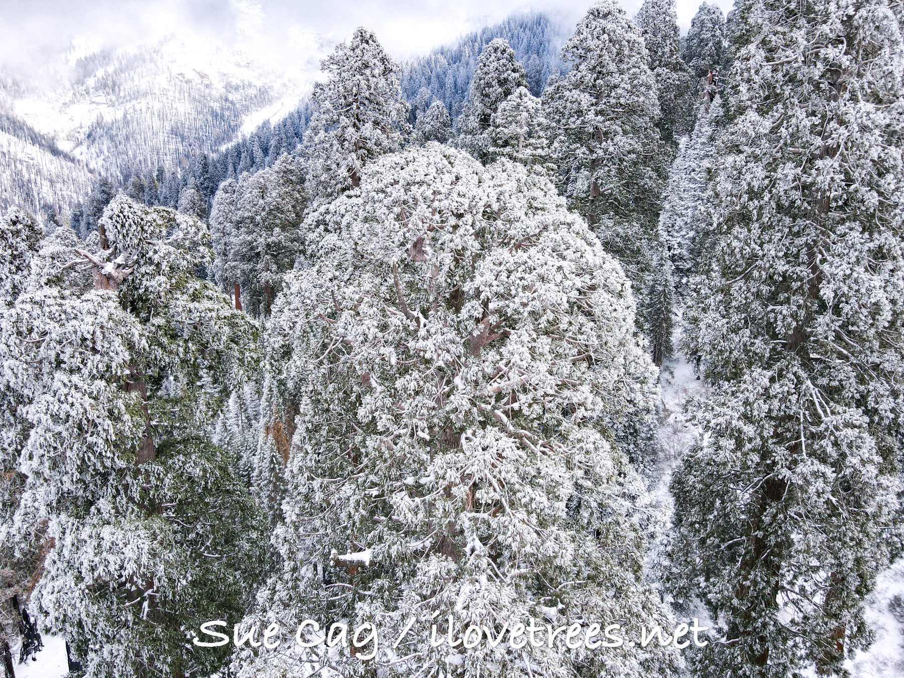 Giant Sequoias in the Snow