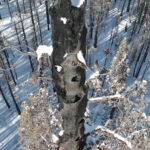 Dead Sequoias in Alder Creek Grove