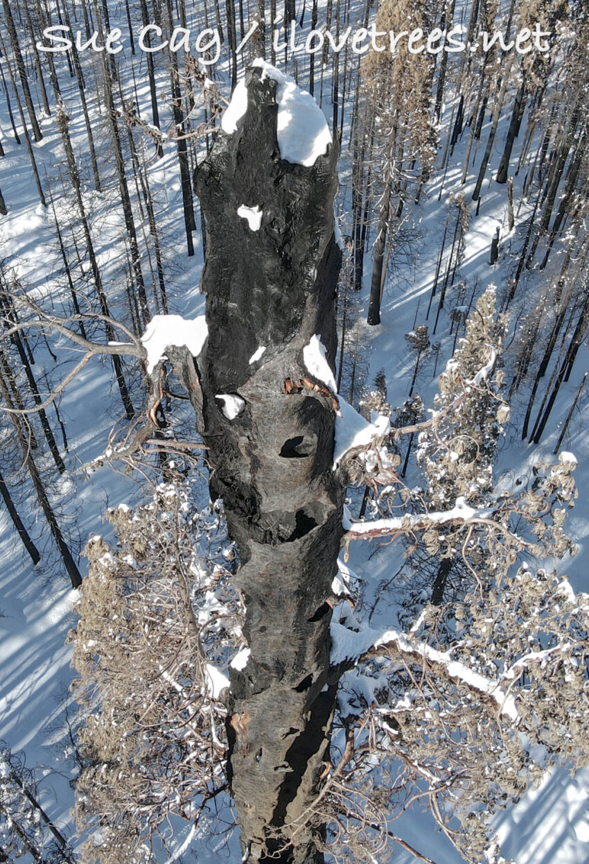 Dead Sequoias in Alder Creek Grove