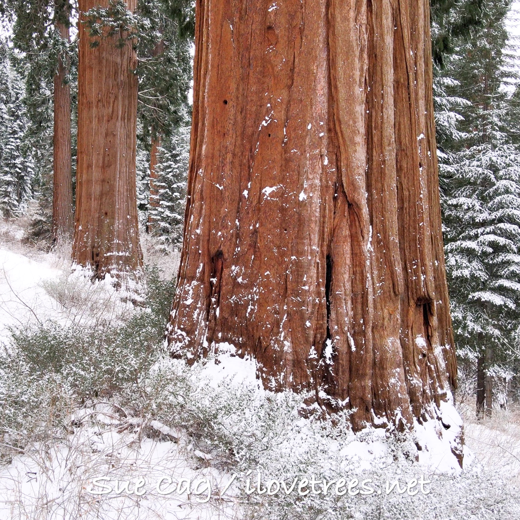 Giant Sequoias in the Snow