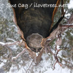 Giant Sequoia Castle Fire - Whitethorn