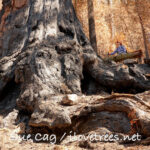 Forgotten Grove after the Castle Fire