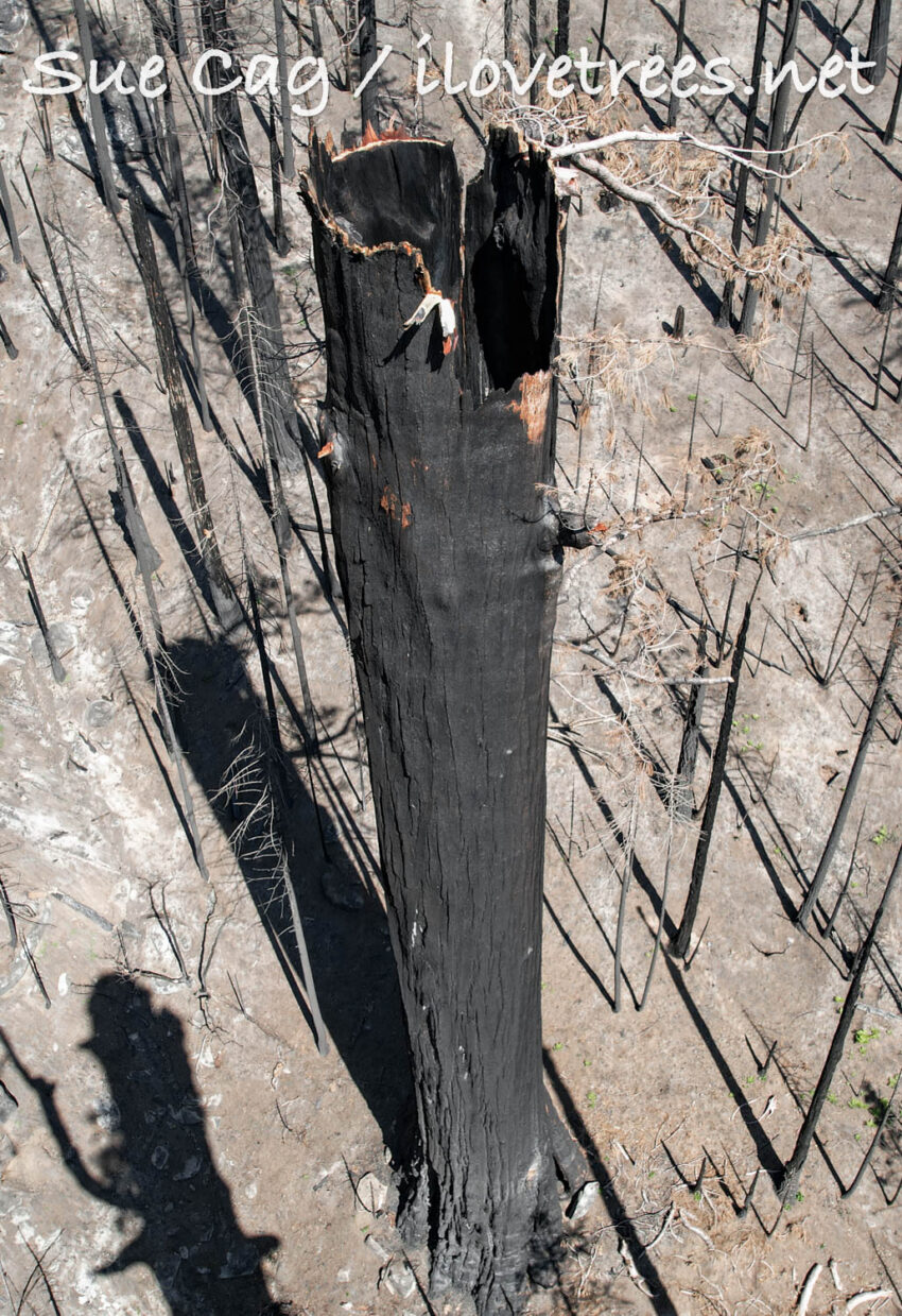 Board Camp Grove after the Castle Fire