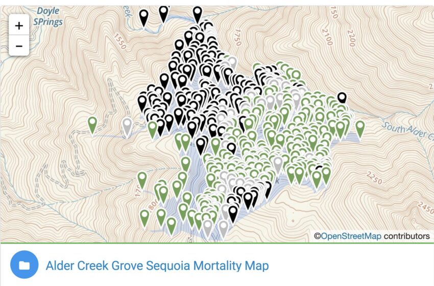 Alder Creek Grove Sequoia Mortality Map