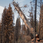 Giant Sequoia Cut Down in Alder Creek Grove