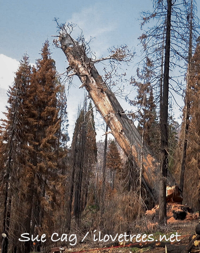 Giant Sequoia Cut Down in Alder Creek Grove