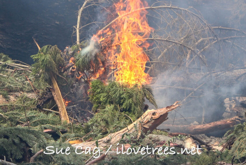 Whitethorn Castle Fire Alder Creek