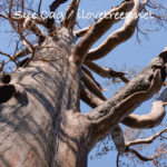 Great Bonsai after Castle Fire Mountain Home