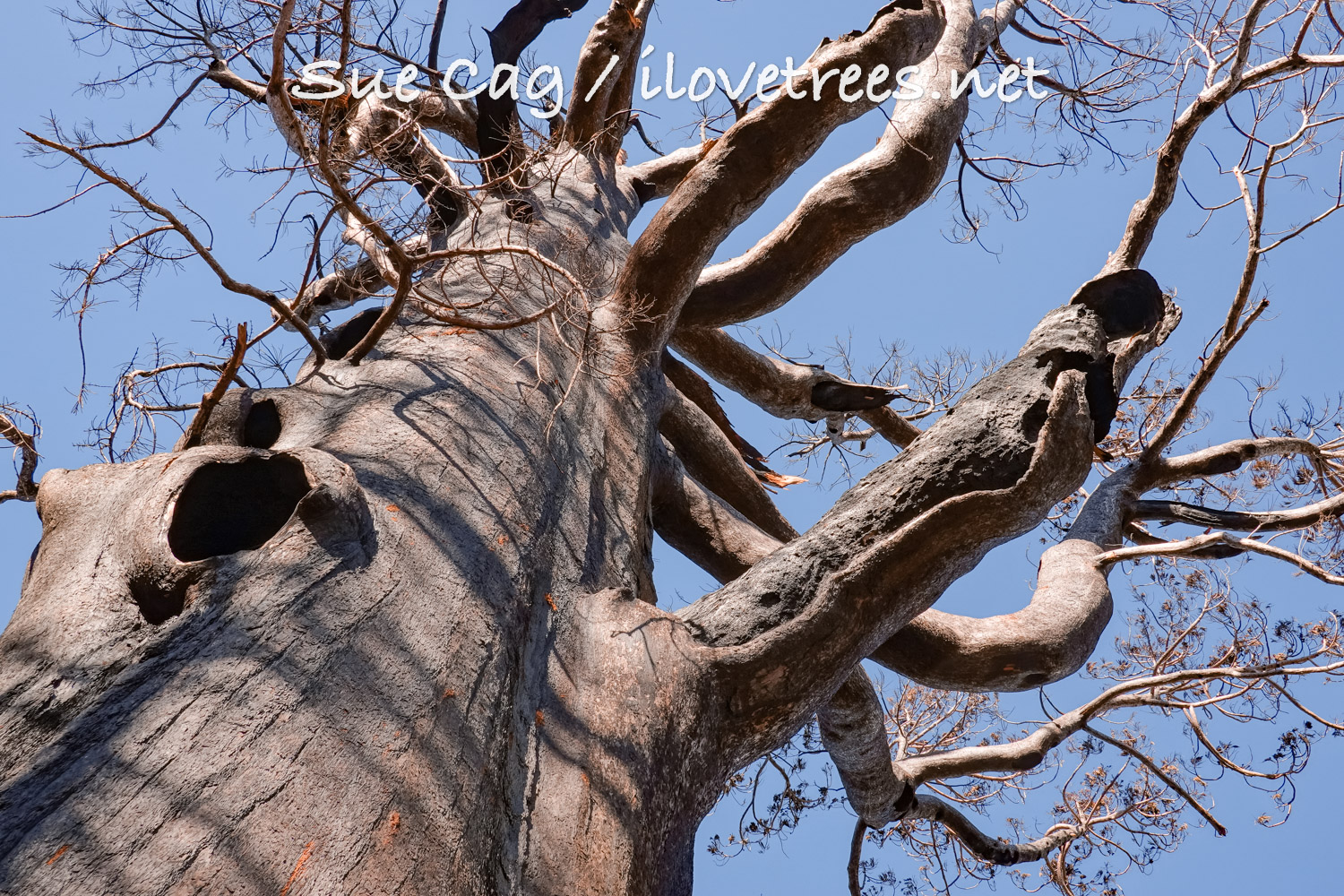 Great Bonsai after Castle Fire Mountain Home