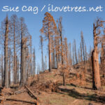 Mountain Home after the Castle Fire