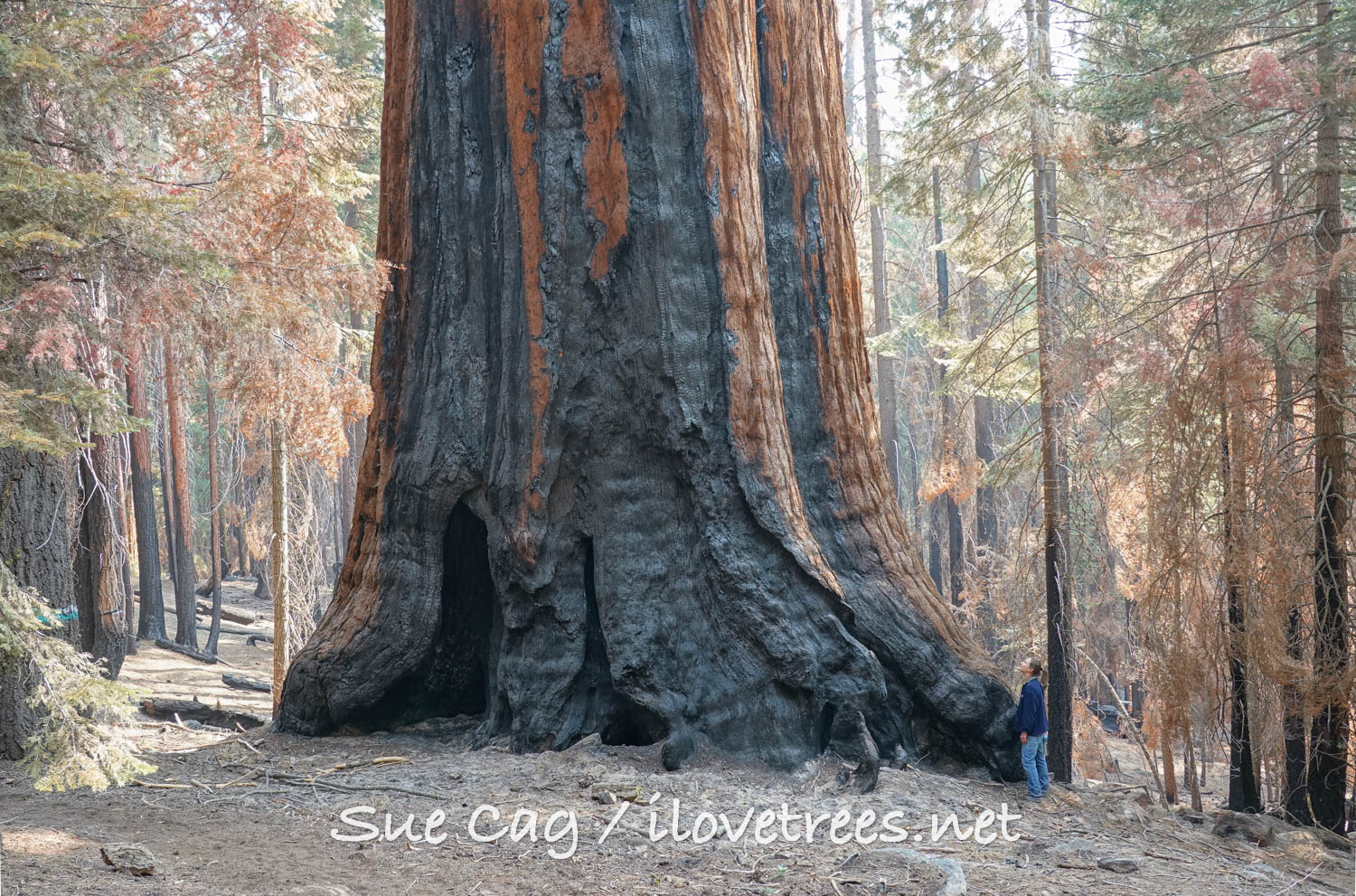 Adam Tree (after the Castle Fire)