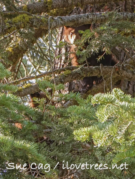Bear in Alder Creek Sequoia Grove