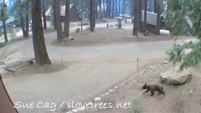 Bear in Sequoia Crest