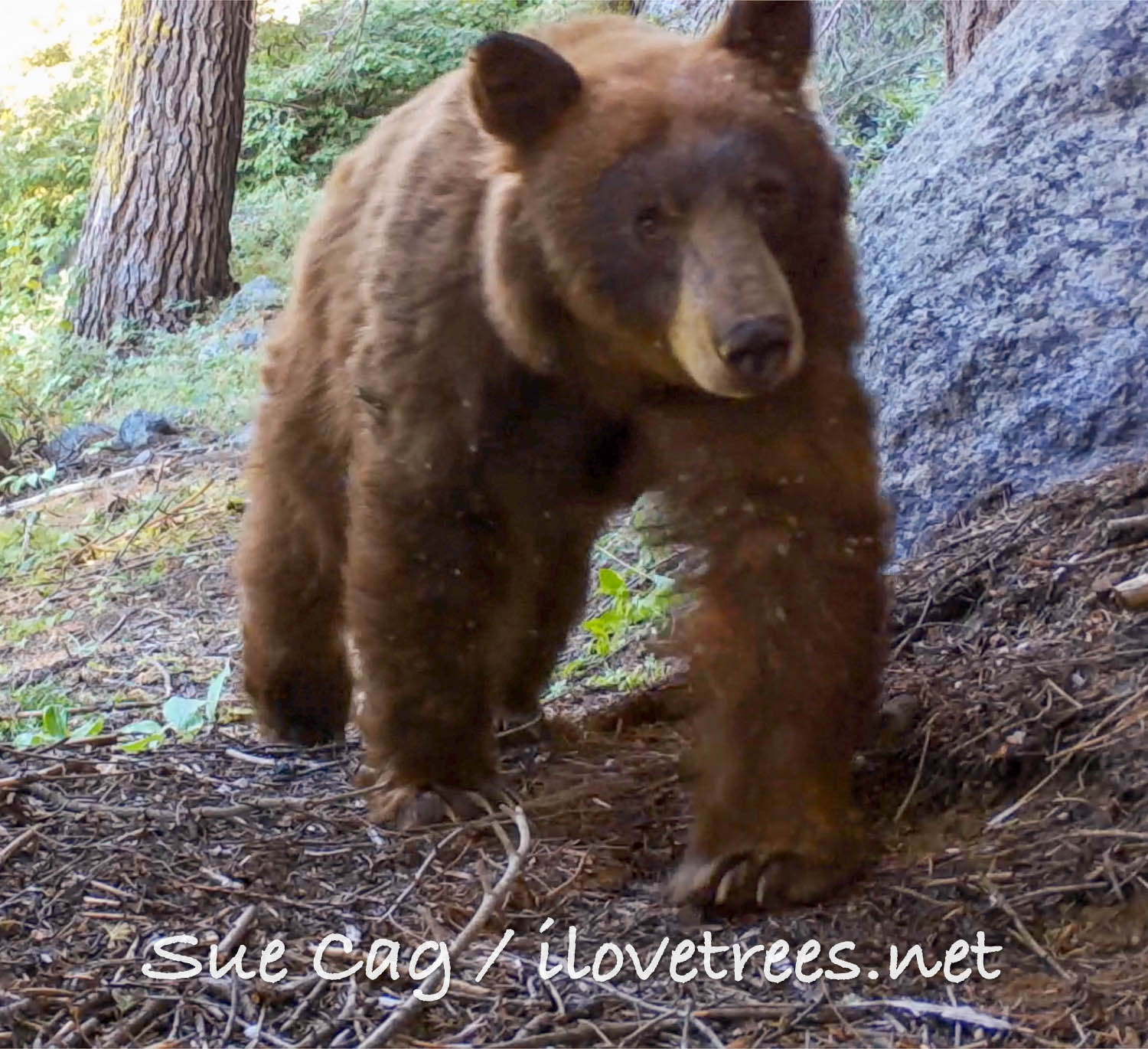 Bear in Alder Creek Sequoia Grove