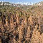 Dillonwood after the Castle Fire