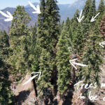 Tulare County Trees Marked for Cutting