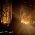 Windy Fire