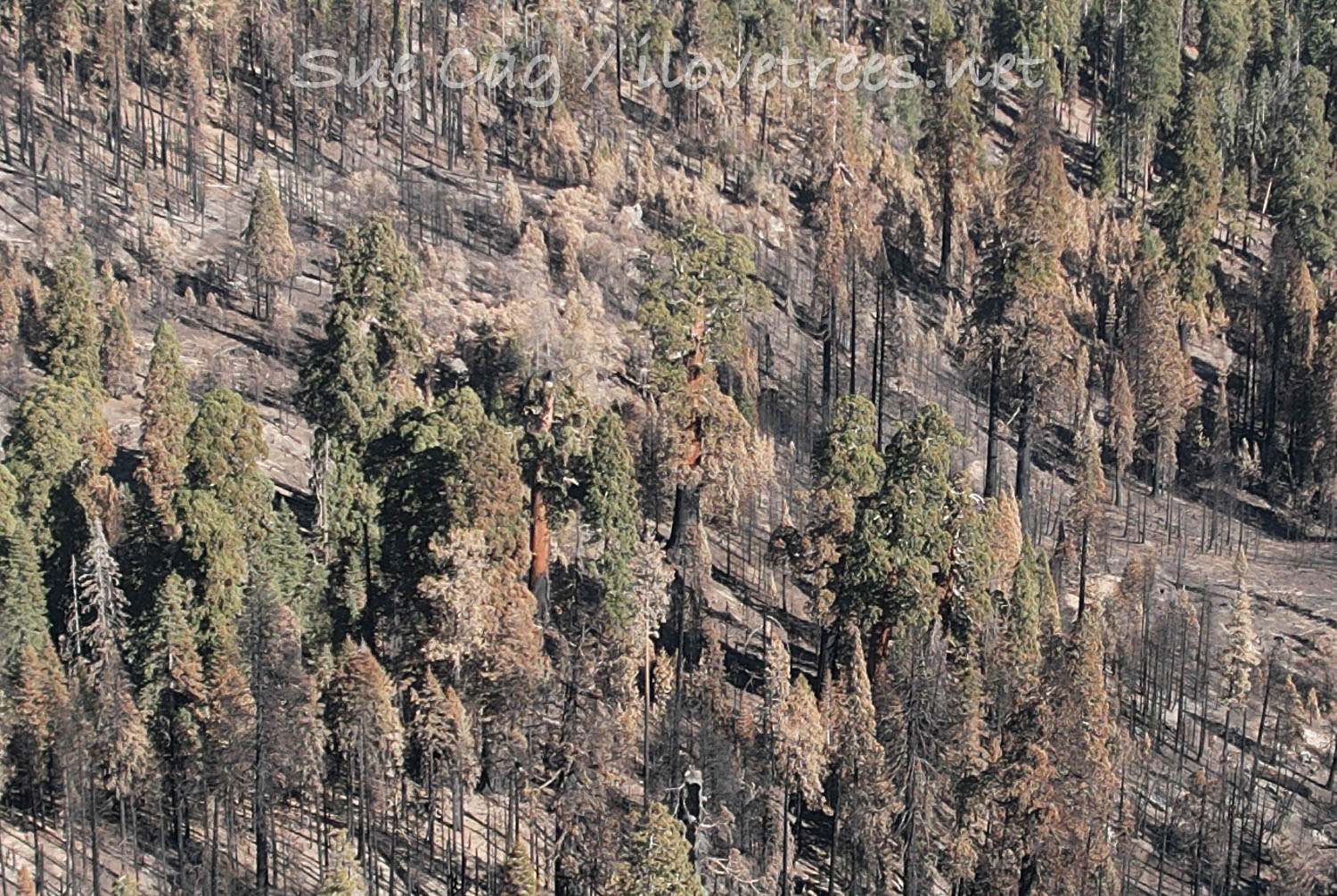 Red Chief after the Windy Fire