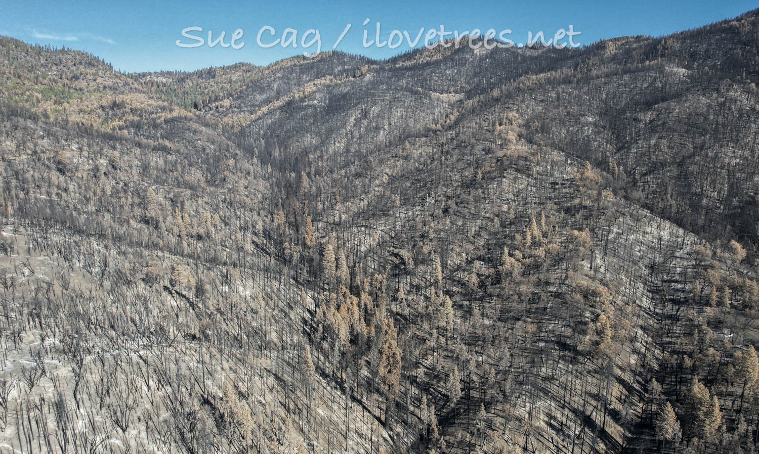 Starvation Creek Grove after the Windy Fire