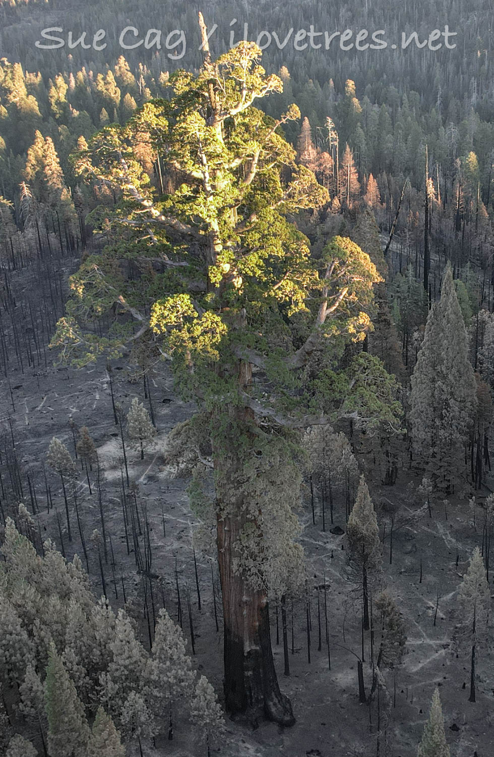 Red Chief after the 2021 Windy Fire