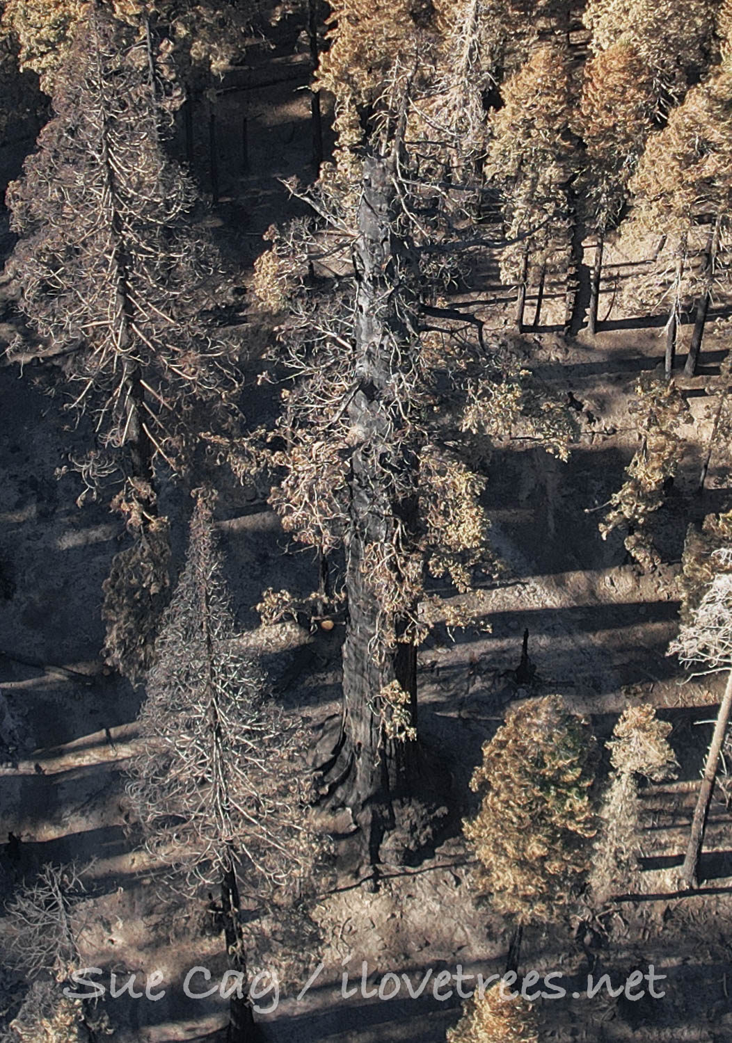 Packsaddle Giant after the Windy Fire