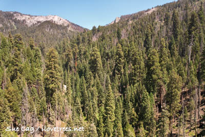 Burro Creek Grove