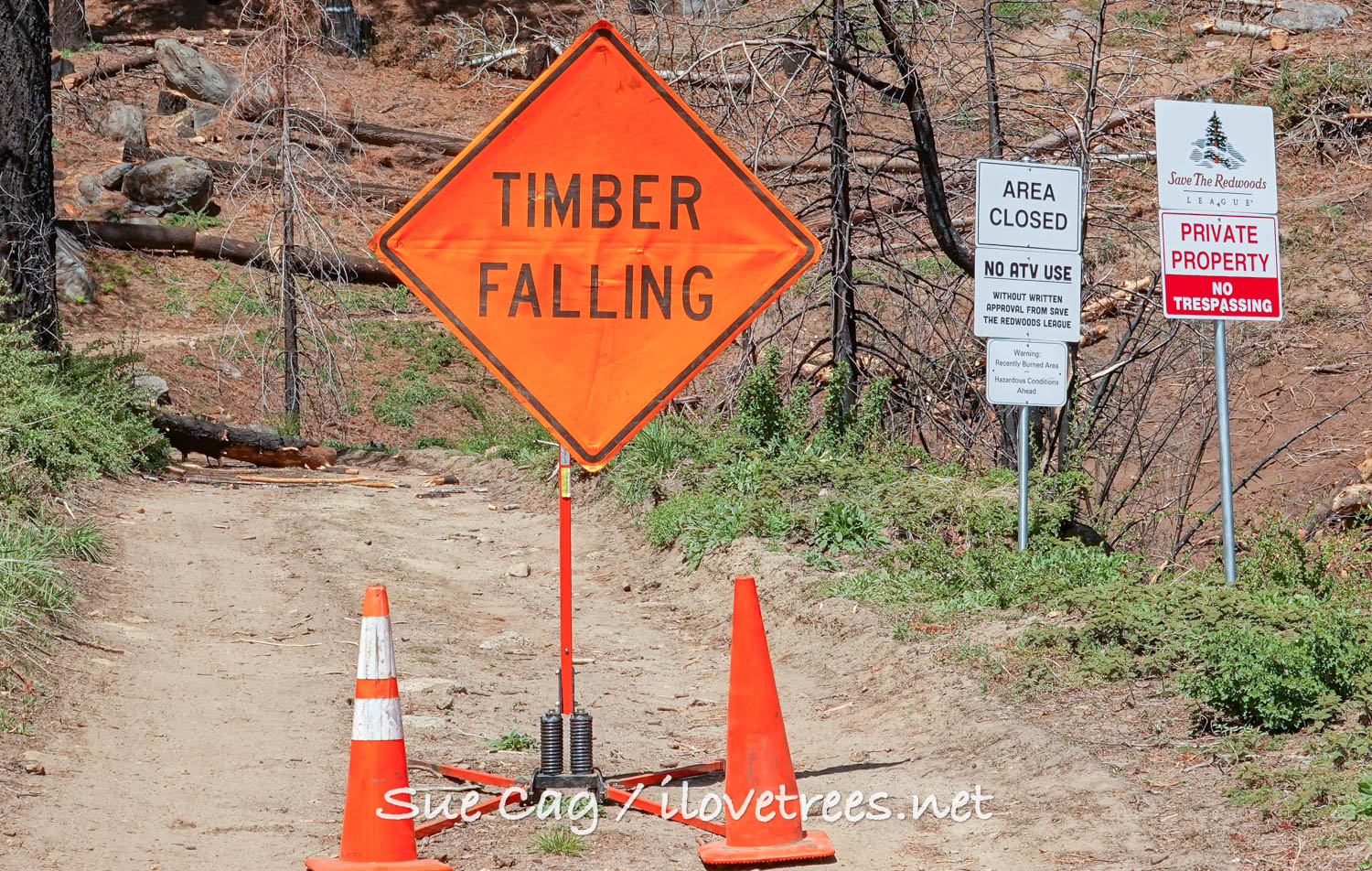 Save the Redwoods League Logging