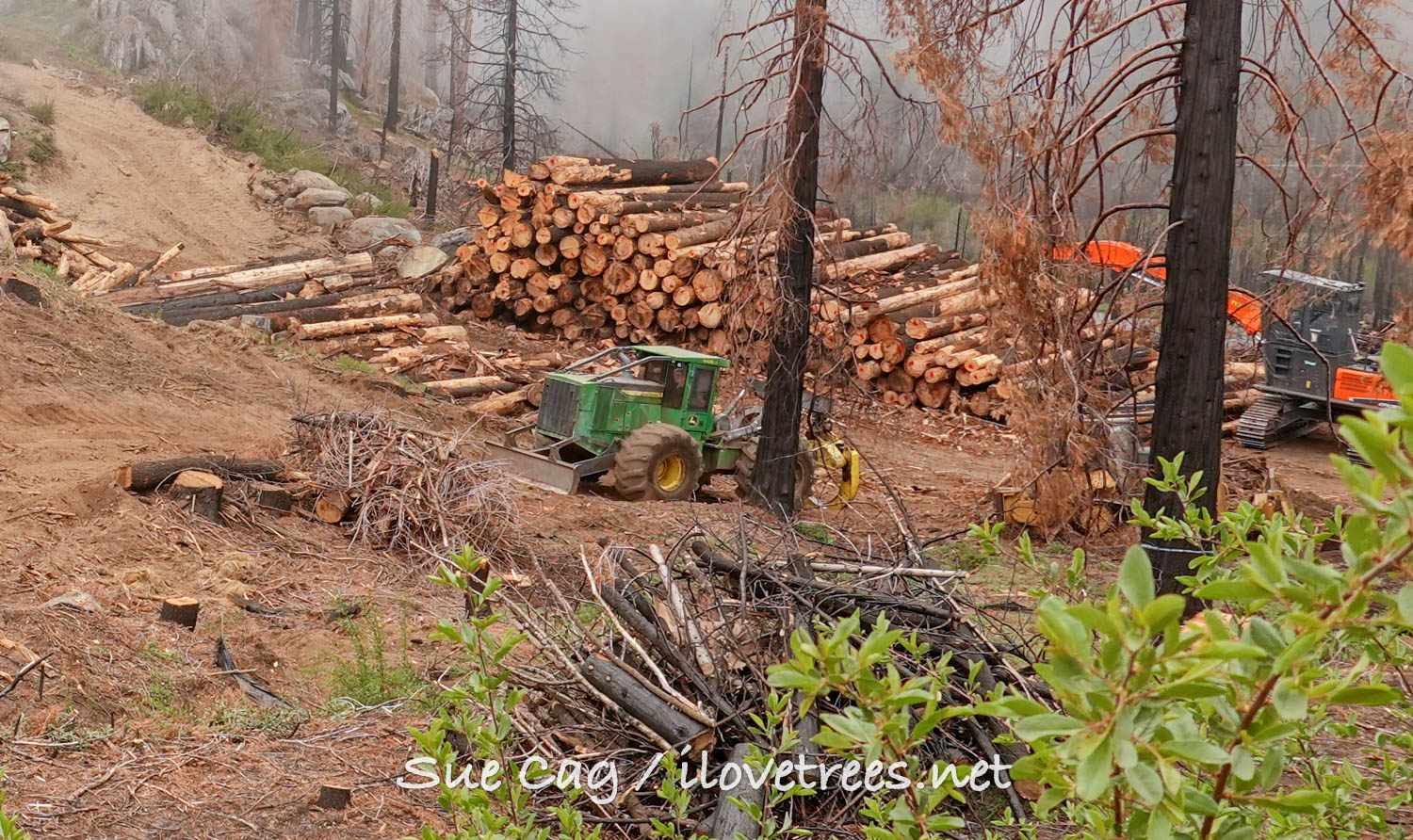 Save the Redwoods League Logging