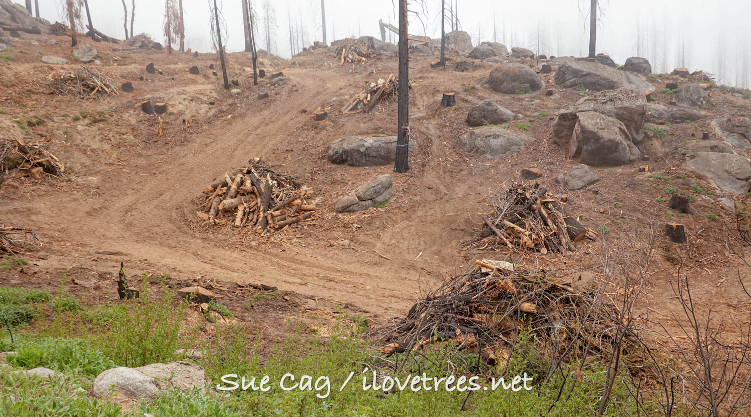 Save the Redwoods League Logging