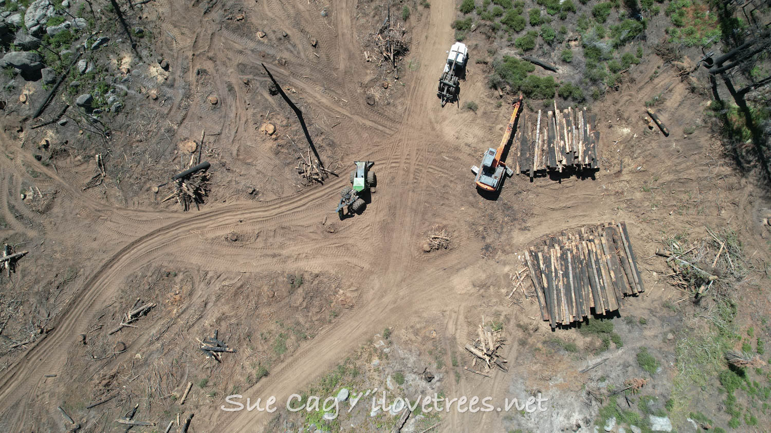 Save the Redwoods League Logging