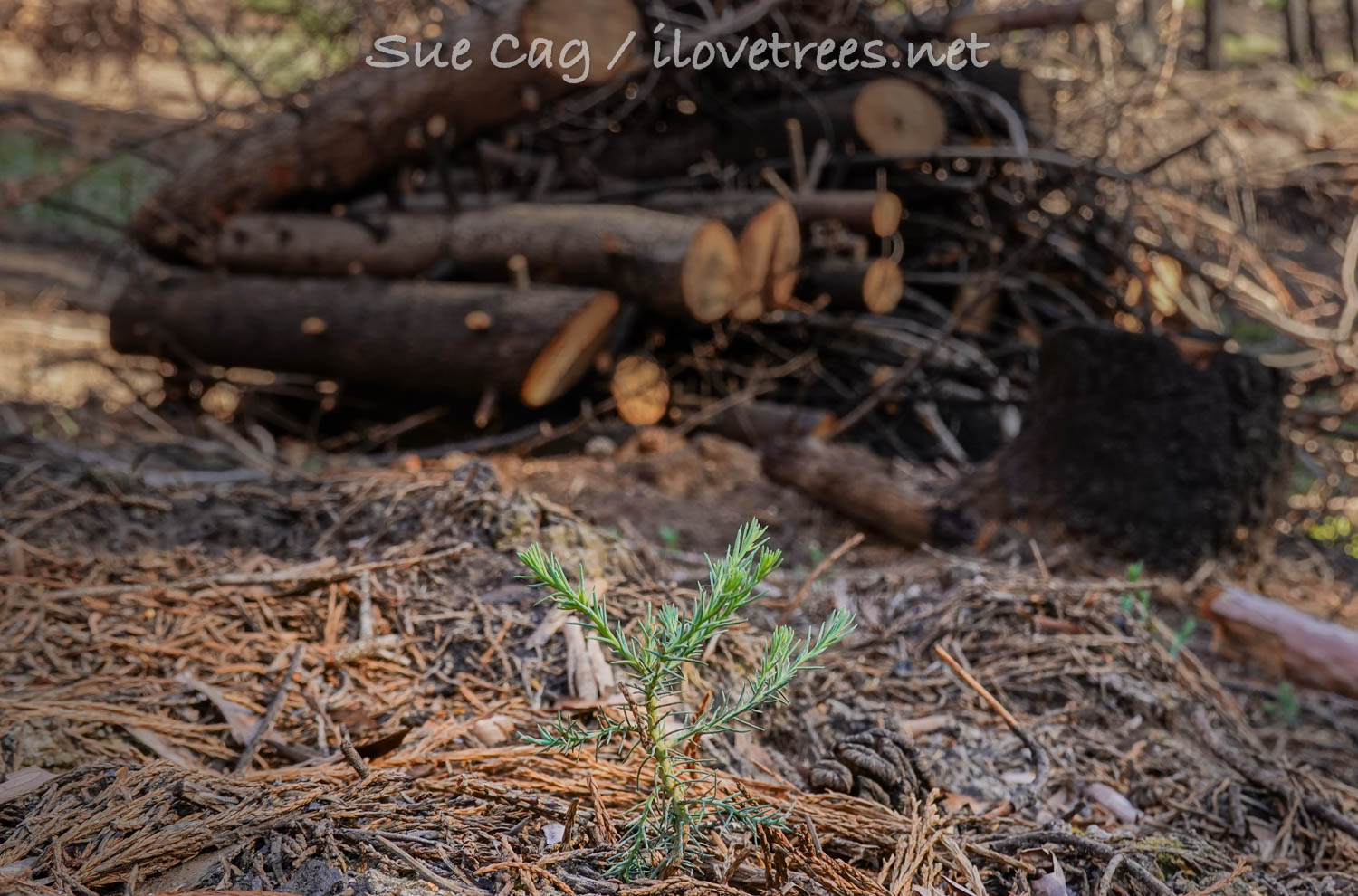 Save the Redwoods League Logging