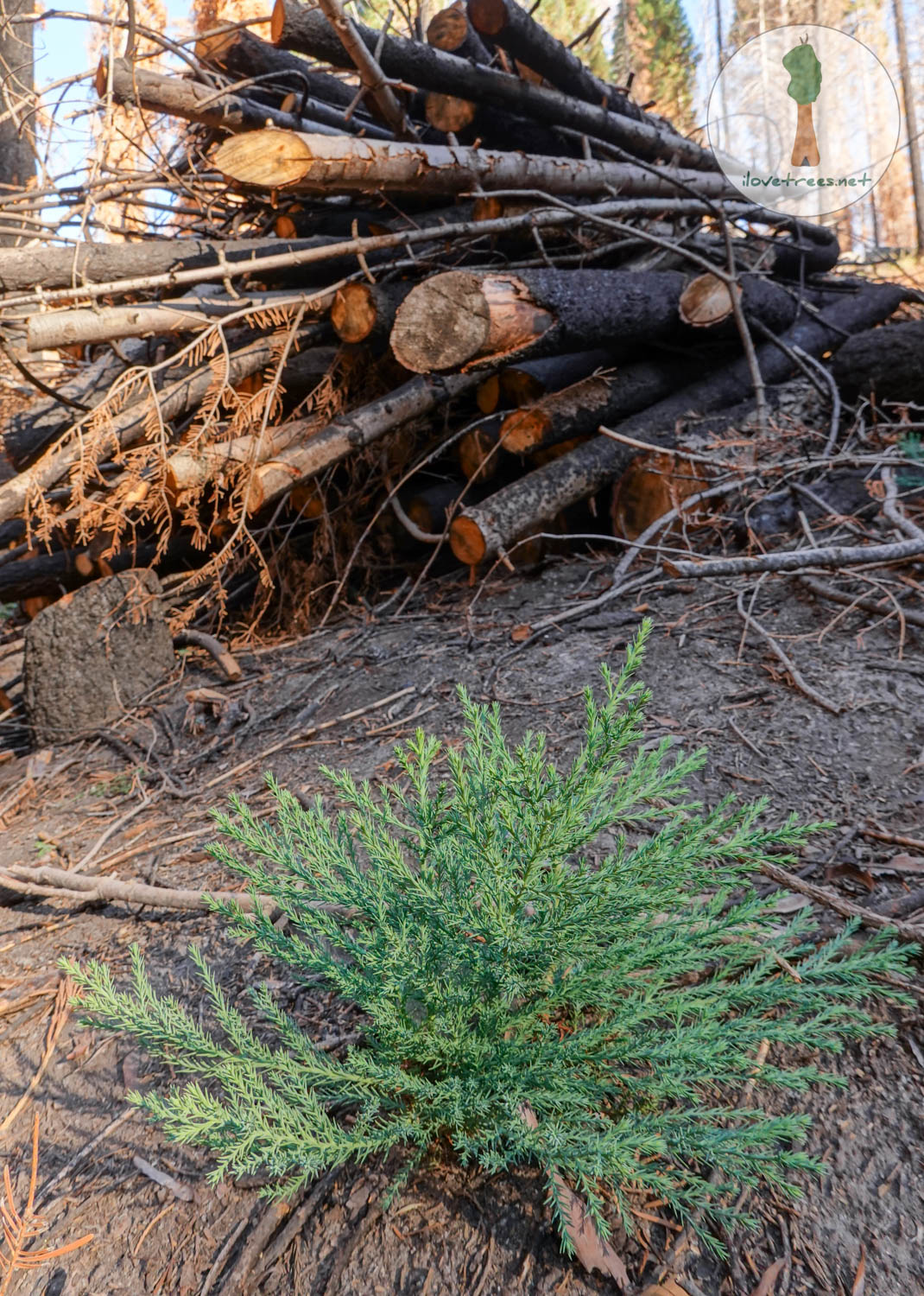 Save the Redwoods League Logging