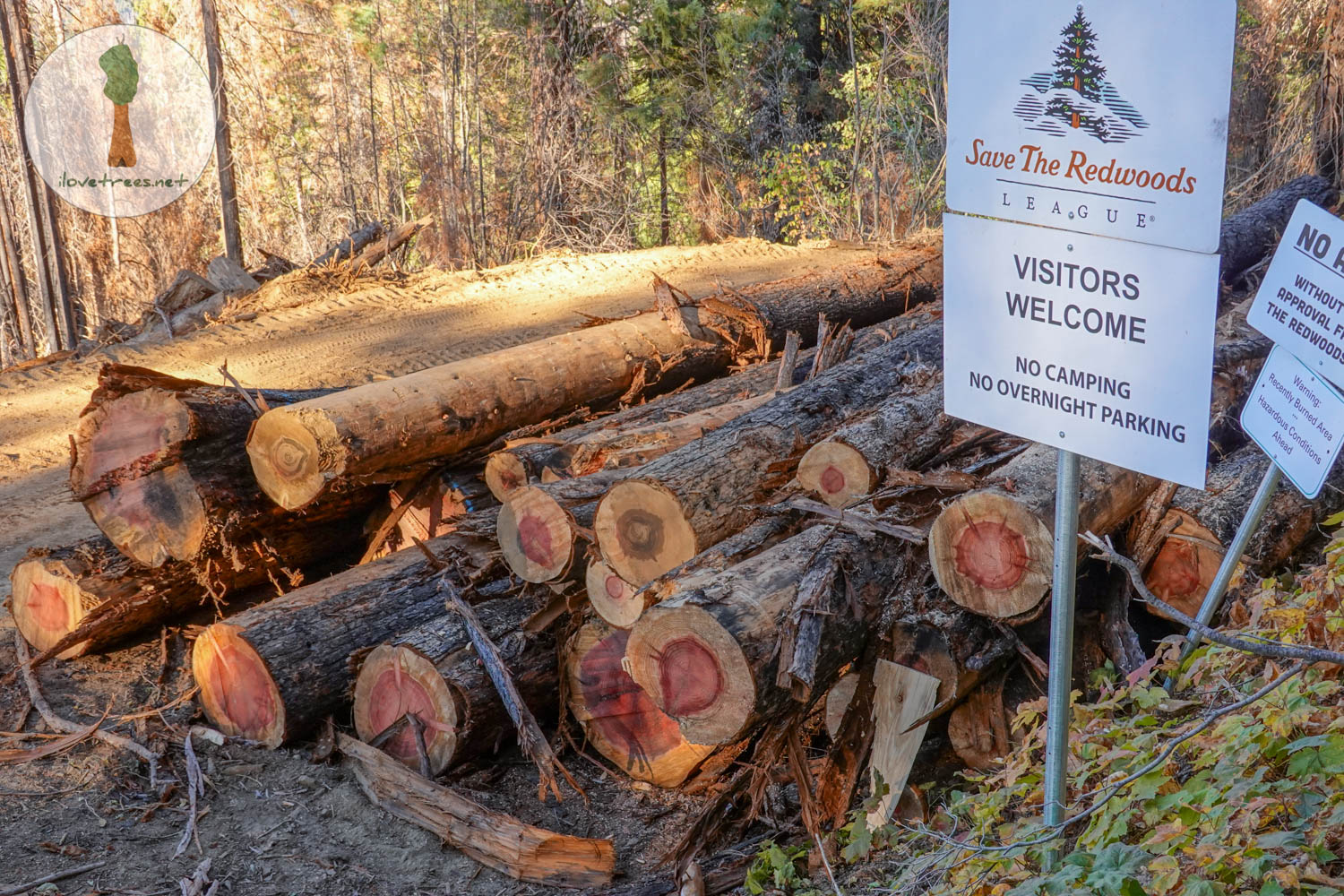 Save the Redwoods League Logging